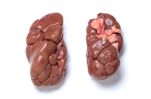 Atria-Beef-Kidneys-frozen_430.png